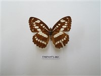 藏品(玄珠帶蛺蝶)的圖片